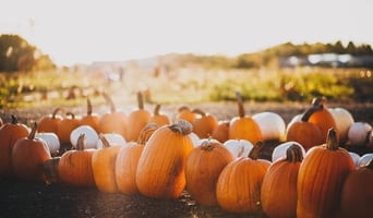 A group of pumpkins.